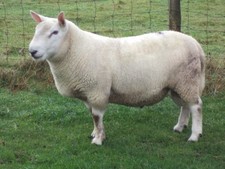 Sheep fleece over 3 KG Raw