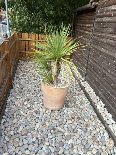 Cabbage tree yucca outdoor - cabbage, in