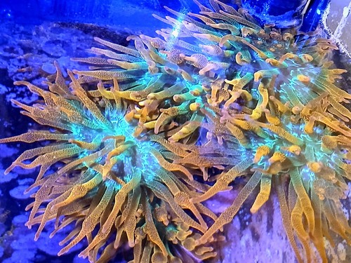 Rainbow bubble tip - bubble,