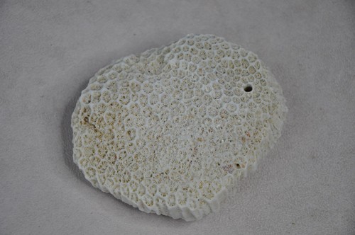 Natural real coral reef rock - natural,