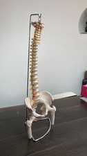Vintage Life-Size Anatomical Model Vertebral Column (Spine) ande Pelvis + Poster