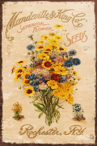 Vintage flower seed catalogue - flower,