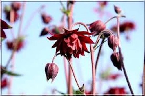 Mid height plant seeds for - , the