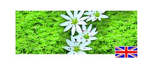 Callitriche stagnalis - callitriche,