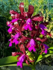 Cattleya leopoldii (syn. c