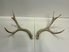 Matched Deer Antler Set Sheds