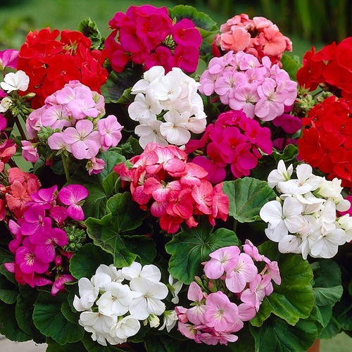Geranium pelargonium zonale - geranium, f1