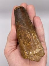 Very Large Spinosaurus Tooth Morocco Fossil Dinosaur Theropod 