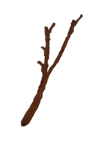 Komodo reptile tropical - reptile, vine