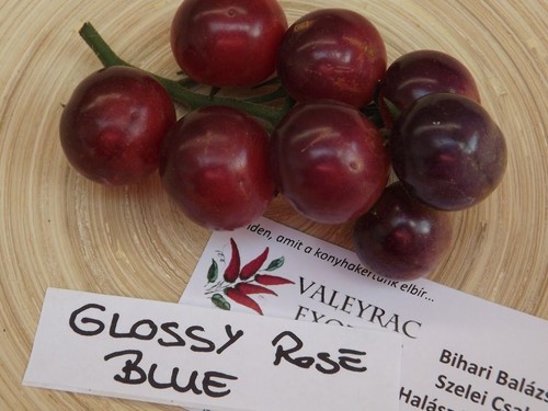 Glossy rose blue - tomato, 10+