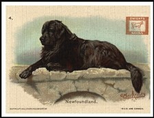 NEWFOUNDLAND LOVELY VINTAGE