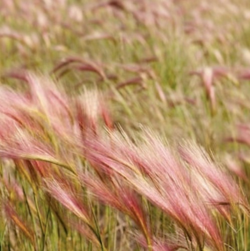 Pink squirrel tail - pink, grass