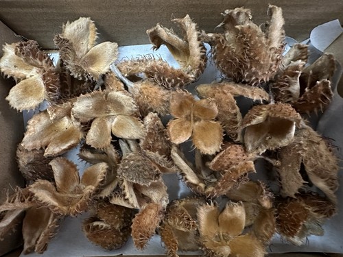 Beech tree husks for - tree,