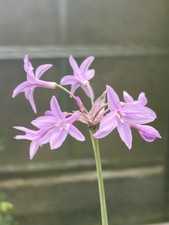 Tulbaghia violacea silver - violacea, ‘silver