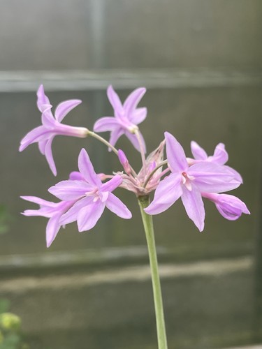 Tulbaghia violacea silver - tulbaghia,