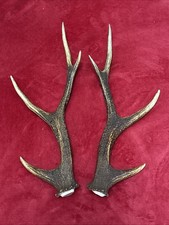 PAIR OF SIKA DEER ANTLERS
