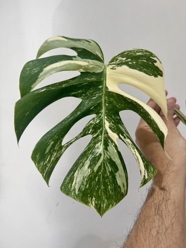 Variegated monstera albo - variegated,