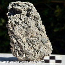 Mass Crinoid and Shell Death