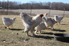 6+ Isabel Large Breed Brahma