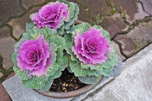 Ornamental kale crane red - kale,