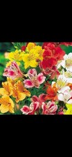 Alstroemeria perennial plant - alstroemeria,