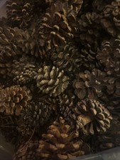 Natural Dried Scottish Pine