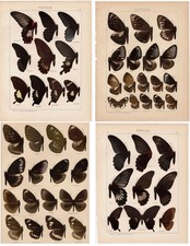 Four 1911 Seitz Antique Chromo