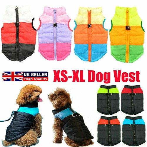 Pet dog puppy - pet,