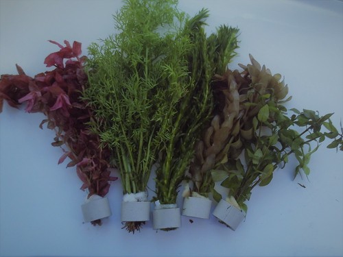 Bunched ceramic ringed - 50,