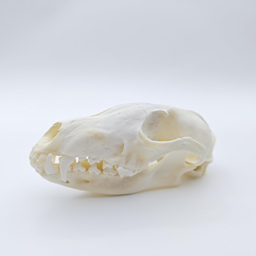 Zonyanso fox skull real bone - real,