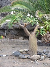 Pachypodium lamerei – Madagascar palm - 5+ seeds - Samen -Graines - W 145