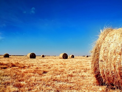 V5573 round straw bales - straw, blue