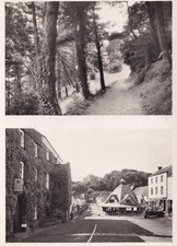 Vintage Postcard - Pine Trees