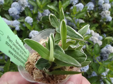 Rare Dendrobium moniliforme