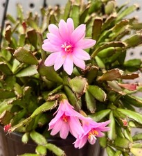 SPRING MINI EASTER CACTUS