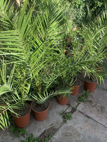 Phenix out door palm 100 - phenix, 100-120
