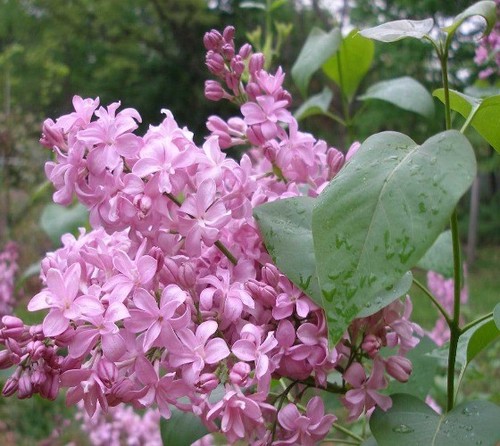 Edward gardner pink - gardner,