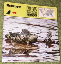 Vintage 1976 Animal Card -