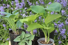 Hosta Collection L of 5 Garden