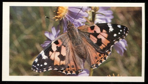 Tobacco card doncella - card,,