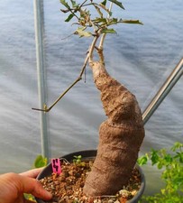 Cyphostemma elephantopus desc - cyphostemma,