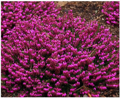 Pack heather - (9cm, pots)