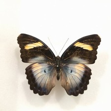 Euphaedra sp ? Set Specimen