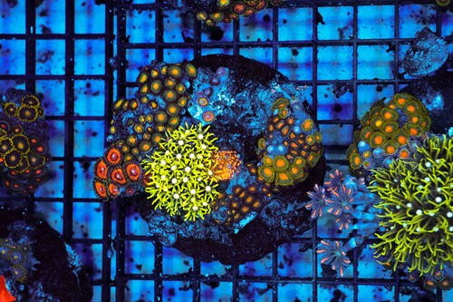 Multi zoanthid rock - multi-zoanthid,