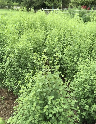 Papalo herb 750 seeds - 750,