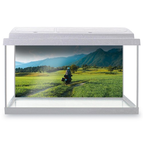 Fish tank background - fish,