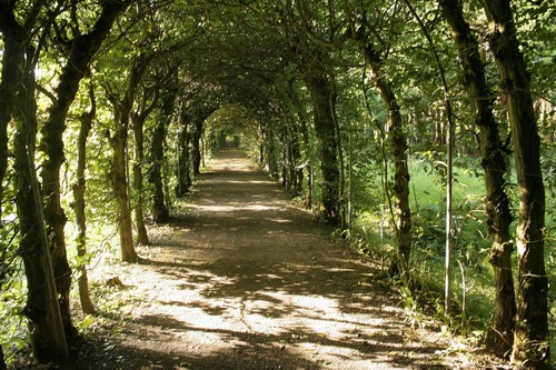 Carpinus betula european - carpinus,