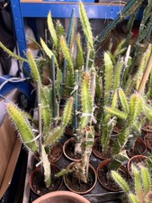 Dragon Fruit Plant Cutting (Red) Rooted , 21-25 cm High, In 6cm Pot