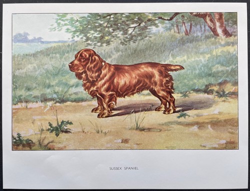 Sussex spaniel color - sussex,