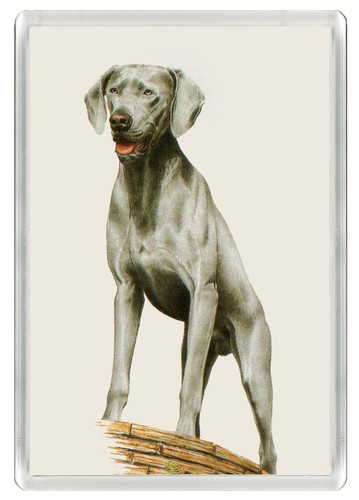 Weimaraner dog fridge - dog,